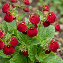 Calceolaria Calynopsis ‘Ruby’, Ready to Plant