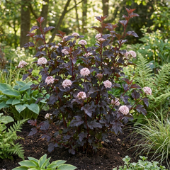 1 Physocarpus Sweet Cherry Tea Ninebark Plant, Hardy Deciduous Flowering Shrub, 3 Litre Root-Ball