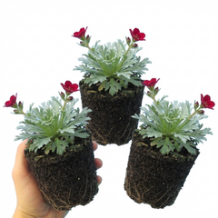 Saxifrage Ice Colours Red Plants, Hardy Alpine Perennial Rockery Ground Cover, Outdoor Garden Ready, 1 Litre Root-Ball