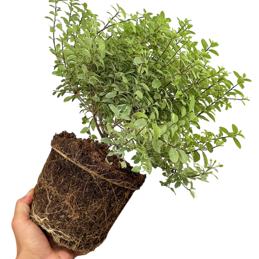 Pittosporum Silver Ball | 3L Pot