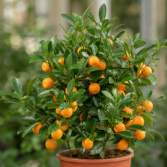 Calamondin Orange Tree 5Ltr, Indoor Citrus Tree, Pots