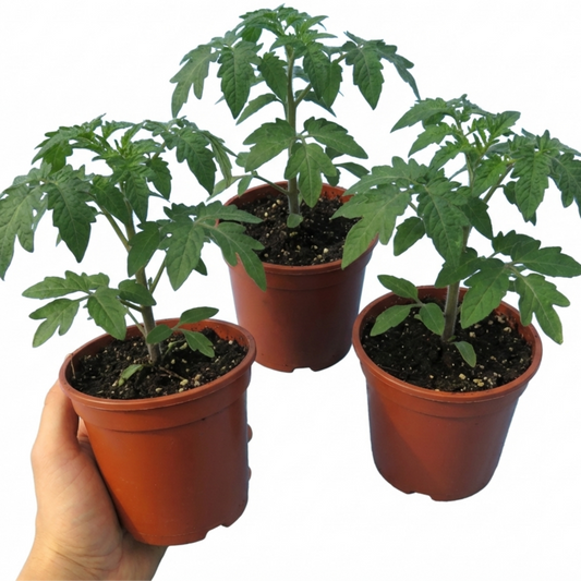 Set of 3 or 6 Large Plants - Tomato Cherry Falls Variety, Ready to Plant in Your Garden