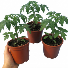 Set of 3 or 6 Large Plants - Tomato Cherry Falls Variety, Ready to Plant in Your Garden