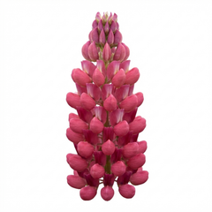 Lupin Legendary Rose Hardy Perennial Plants, Summer Flowering Cottage Garden Plants, Outdoor Garden Ready, 1 Litre Root-Ball