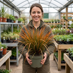 1 Carex Prairie Fire Evergreen Ornamental Grass, Hardy Perennial Garden Plant, 2 Litre Root Ball