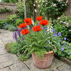 Papaver orientale ‘Brilliant’ Hardy Perennial Red Poppy Plants, Outdoor Garden Ready, Litre Root-Ball