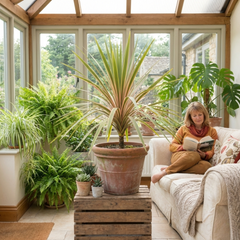 Cordyline Eurostripe | Large 3L Pot