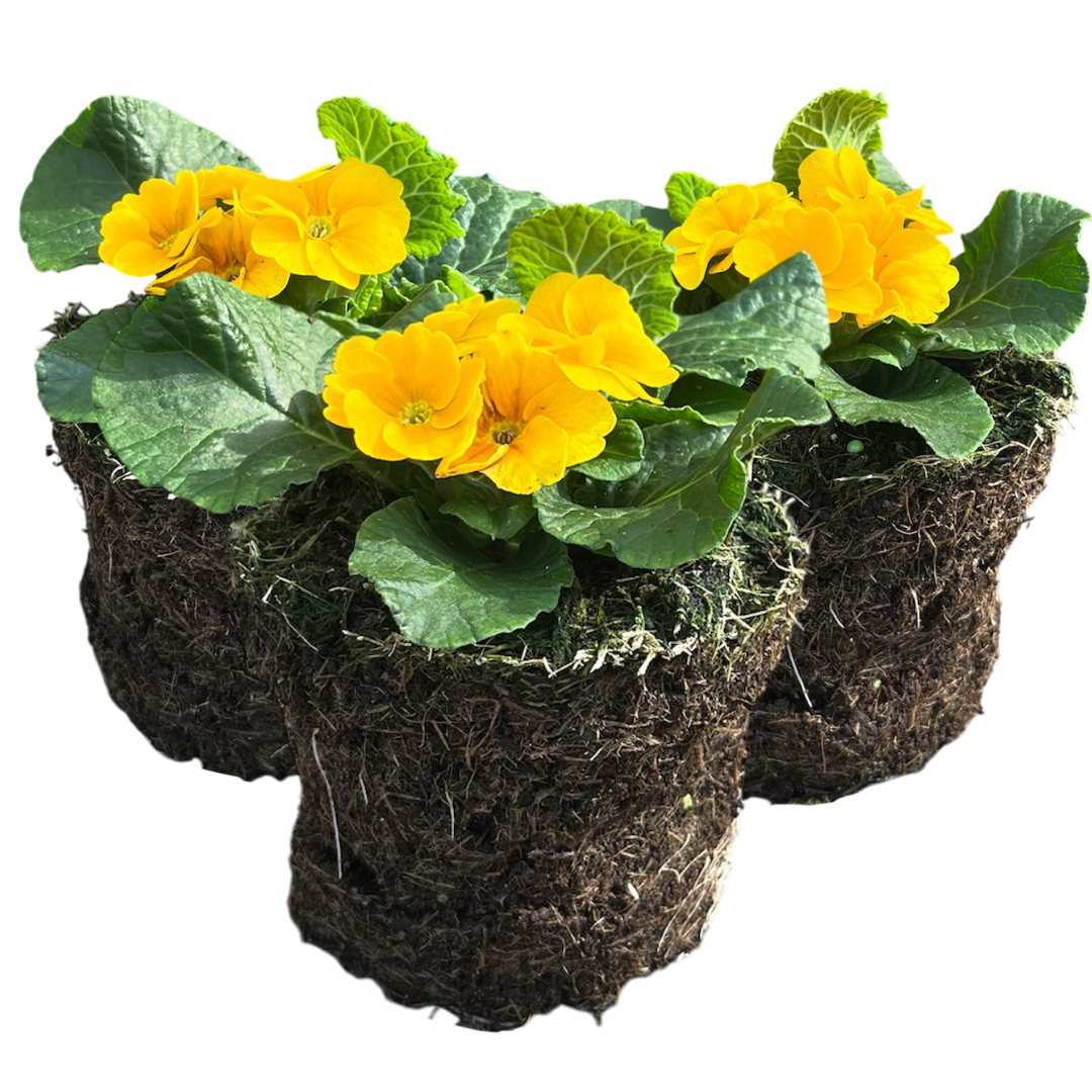 Primrose Orange | 3 or 6 1L Pots