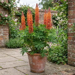 1 Lupin Gladiator Hardy Perennial Plant, Bee Friendly Summer Flowering, Outdoor Garden Ready, 19cm Root-Ball