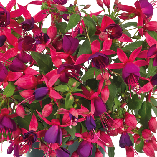 Set of 3 or 6 Large Plants - Fuchsia Diva Rose & Violet, Ready to Plant in Your Garden