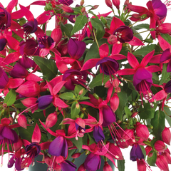 Set of 3 or 6 Large Plants - Fuchsia Diva Rose & Violet, Ready to Plant in Your Garden