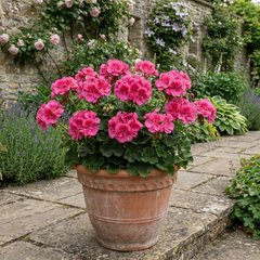 1 Geranium Calliope Deep Rose, Premium Large Flowering Summer Bedding Plant, 5L Root-Ball