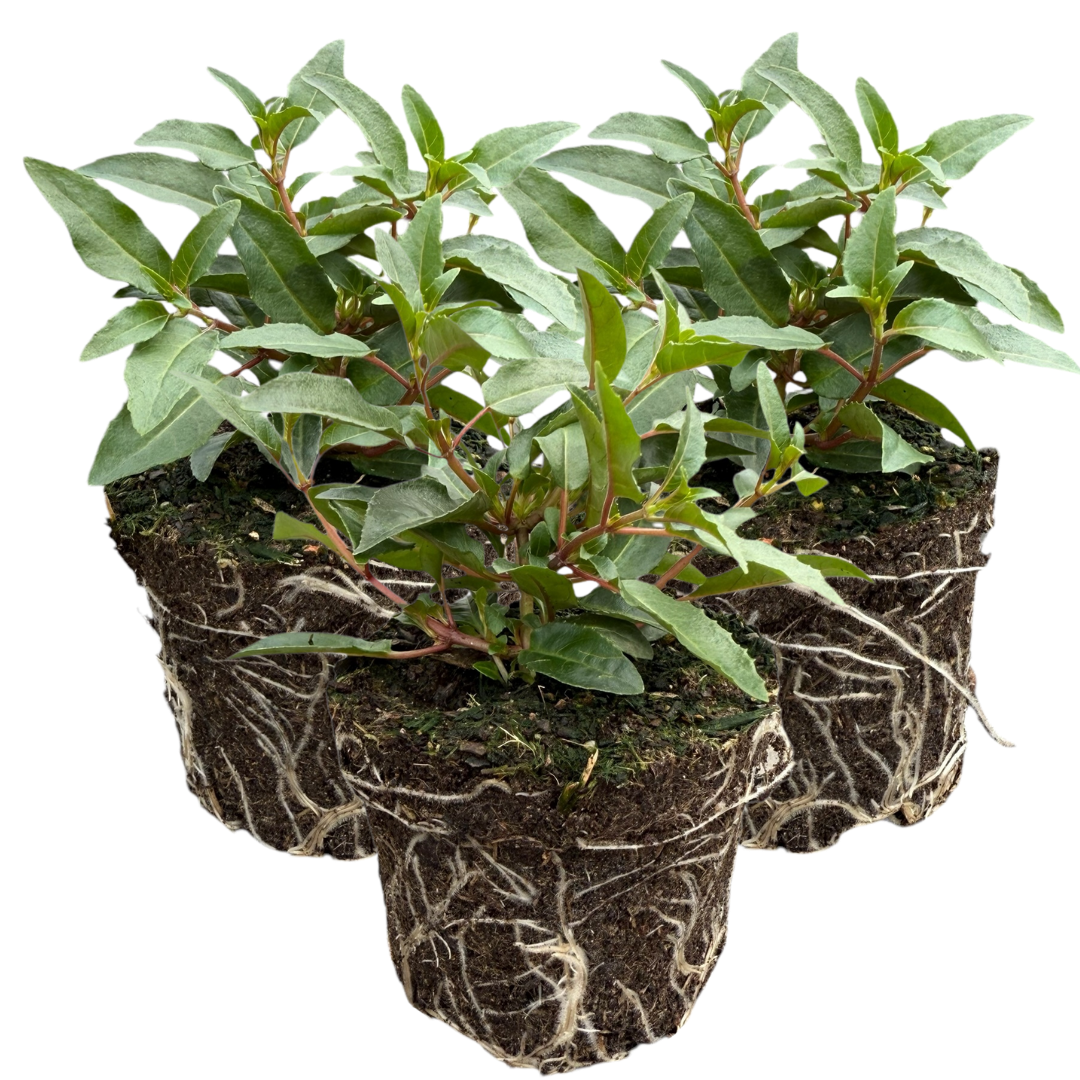 Fuchsia Bella Evita | 3 or 6 1L Pots