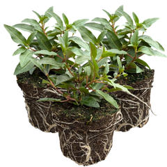 Fuchsia Bella Evita | 3 or 6 1L Pots