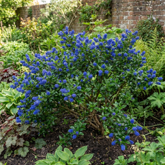 Ceanothus Yankee Point California Lilac Plant, Blue Flowering Evergreen Shrub, 3L Root-Ball