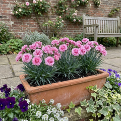 Set of 3 or 6 Carnation Oscar Pink Heart Plants – Fragrant Hardy Perennial Dianthus, Garden Ready, 10.5cm Root-Ball