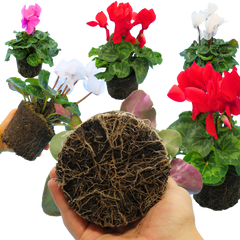 Large Cyclamen Flame Growers Selection | 3 or 6 1L Pots