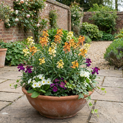 Erysimum Spring Feeling Hardy Perennial Wallflower Plants, Bee Friendly, Fragrant, Outdoor Garden Ready, 1 Litre / 11cm Root-Ball