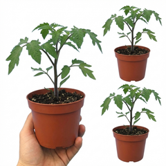 Set of 3 or 6 Large Plants - Tomato Gardeners Delight Variety, Ready to Plant in Your Garden