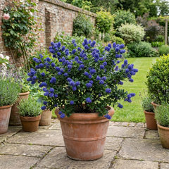 Ceanothus Concha Plant, Hardy Evergreen Blue Flowering Shrub, California Lilac, Litre Root-Ball