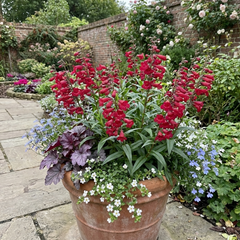 Penstemon Red Hardy Perennial Plants, Bee Friendly Summer Flowering, Outdoor Garden Ready, 1 Litre Root-Ball