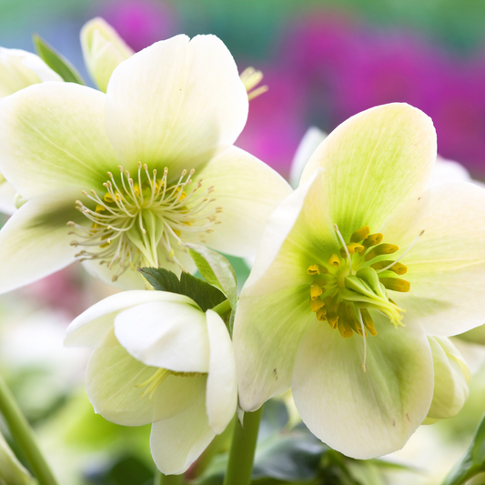 Hellebore Frostkiss Molly's White