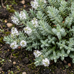 Hebe Sutherlandii Hardy Evergreen Flowering Perennial Shrub Plants, Outdoor Garden Ready, 1 Litre Root-Ball