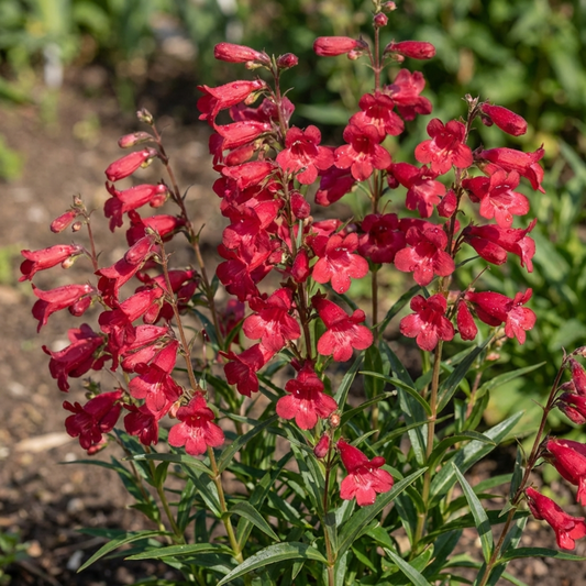 Penstemon Red Hardy Perennial Plants, Bee Friendly Summer Flowering, Outdoor Garden Ready, 1 Litre Root-Ball