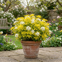 1 Choysia Sundance Plant, Hardy Evergreen Mexican Orange Blossom, 7.5 Litre Root Ball