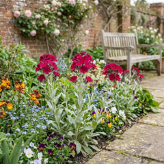 Set of 3 or 6 Lychnis Atrosanguinea ‘Rose Campion’ Hardy Cottage Garden Perennial Plants, Summer Flowering, Outdoor Garden Ready, 1 Litre Root-Ball