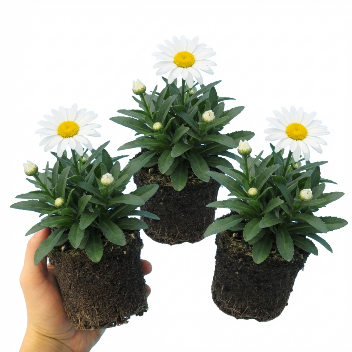 Set of 3 or 6 Leucanthemum Madonna White Shasta Daisy Plants, Hardy Perennial, 11cm or 1L Root Ball