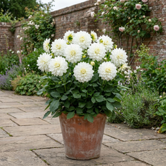 1 Dahlia Maggiore White Live Plant, Summer Flowering Outdoor Garden Ready, 3 Litre Root Ball