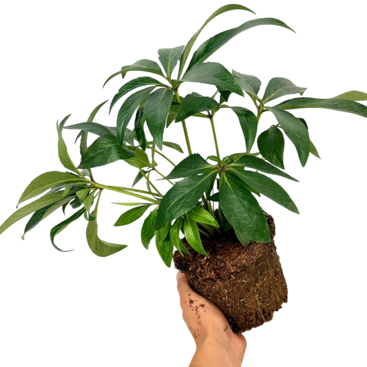 Hellebore Pink Beauty | Large 2L Pot
