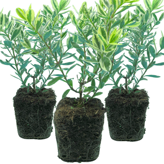 Hebe Variegata | 3 or 6 1L Pots