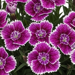 Set of 3 or 6 Large Plants - Dianthus Oscar Purple Star, Outdoor Garden Ready