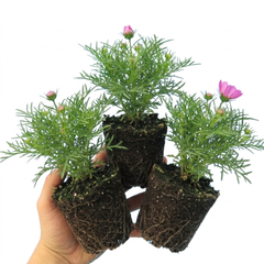 Set of 3 or 6 Large Plants - Cosmos Apollo Pink, Ready to Plant in Your Garden, Peat-Free