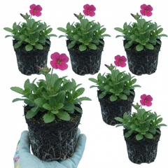 Arabis Barranca Deep Rose, Ready to Plant in Your Garden, 1L