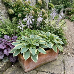First Frost Plantain Lily, Ready to Plant in Your Garden