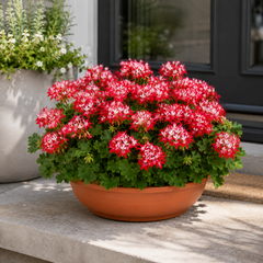 1 Geranium Summer Twist Red White, Hardy Outdoor Garden Ready Flowering Plant, 21cm Root-Ball