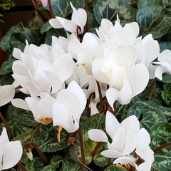 Cyclamen White | 3 or 6 1L Pots