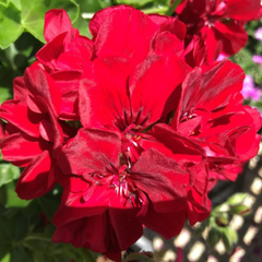 Geranium Sunflair Ruben | 3 or 6 1L Pots