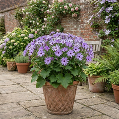 Senetti Lavender Flowering Plant, Hardy Summer Bedding, Outdoor Garden Ready, 17cm Root-Ball