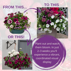 7 Colour Coordinated Plants - Berry Swirl Theme Speedplanter, Garden Ready