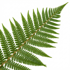 Dryopteris affinis Montana Male Fern Hardy Evergreen Perennial Plants, Shade Loving Garden Plant, 1L Root Ball