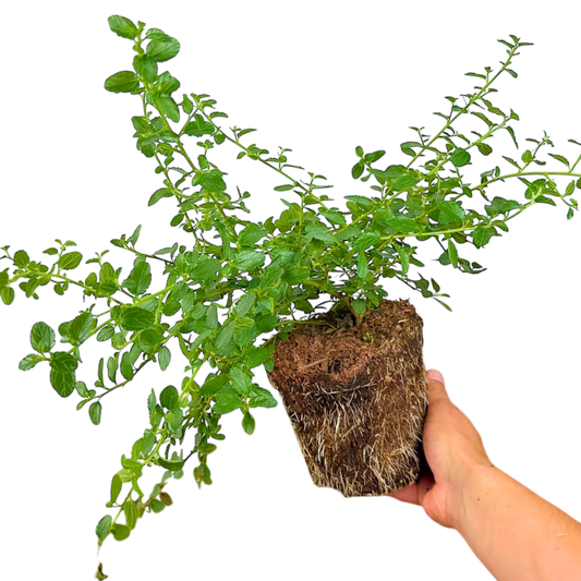 Ceanothus Repens