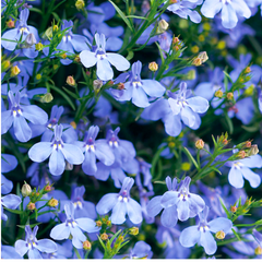 Lobelia Sweet Springs Blue | 3 or 6 1L Pots