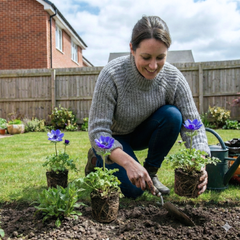 Anemone ‘Harmony Blue’, Ready to Plant in Your Garden