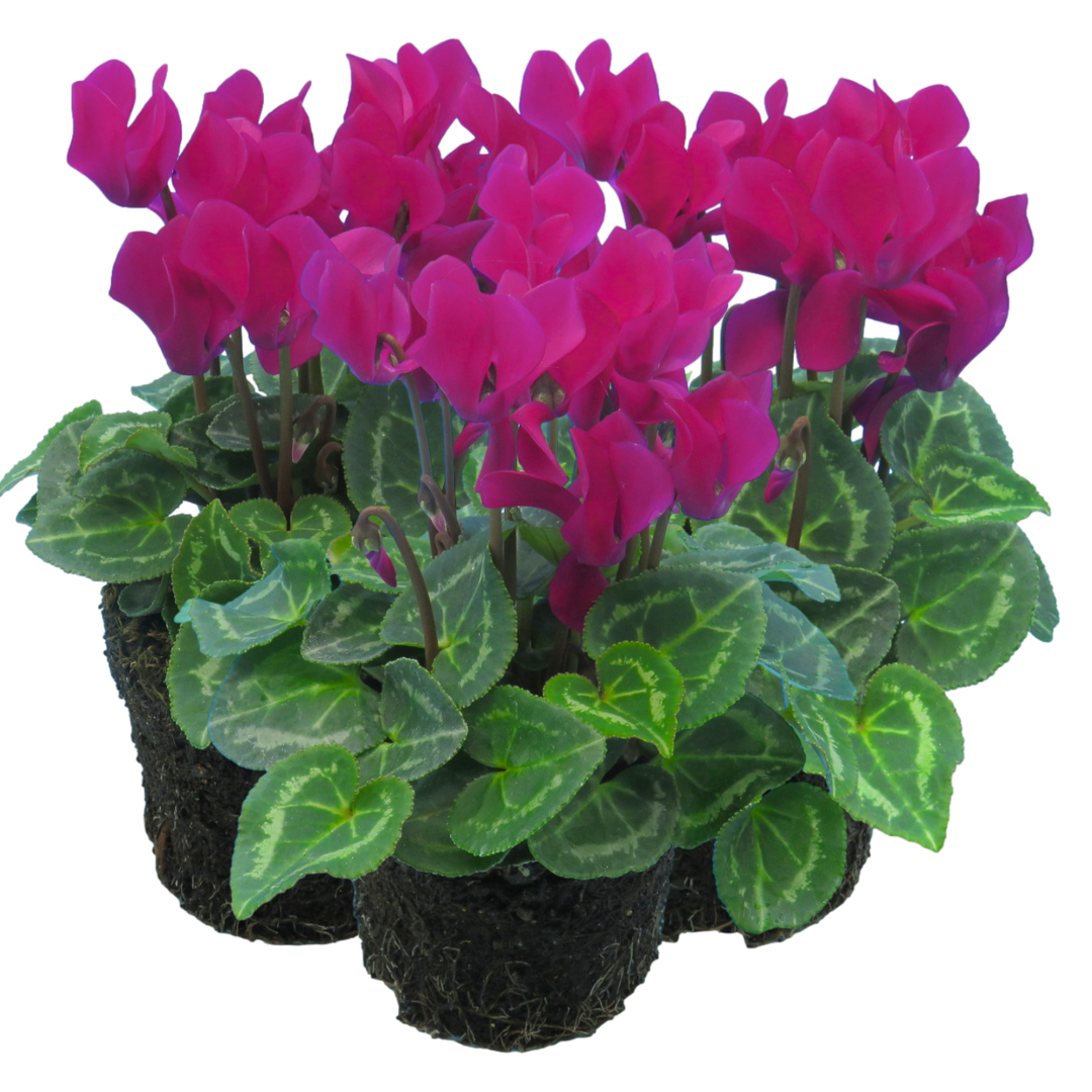 Cyclamen Purple | 3 or 6 1L Pots