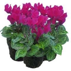 Cyclamen Purple | 3 or 6 1L Pots