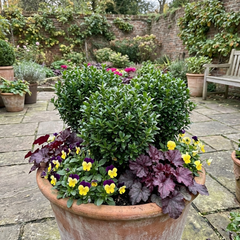 Euonymus Microphyllus Hardy Evergreen Shrub Plants, Japanese Spindle Hedge, Box Blight Alternative, Outdoor Garden Ready, 1 Litre Root-Ball
